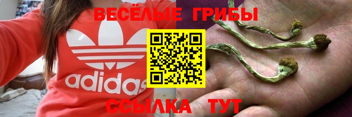 Псилоцибиновые грибы Верхняя Пышма